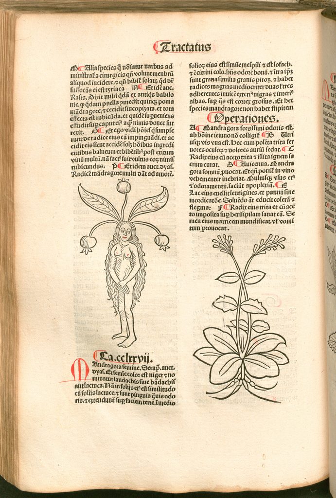 une plante dont la racine figure un corps masculin.