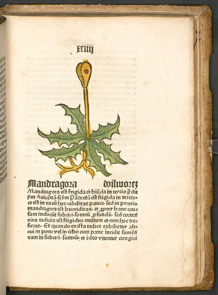 une plante dont la racine a la forme d'un corps humain, surmontée de feuilles.