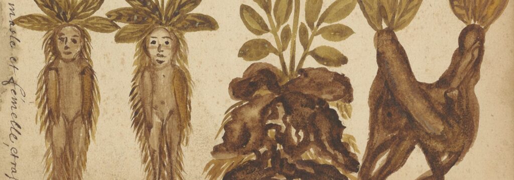 Planche peinte représentant une mandragore, avec ses feuilles, ses fruits et sa racine.