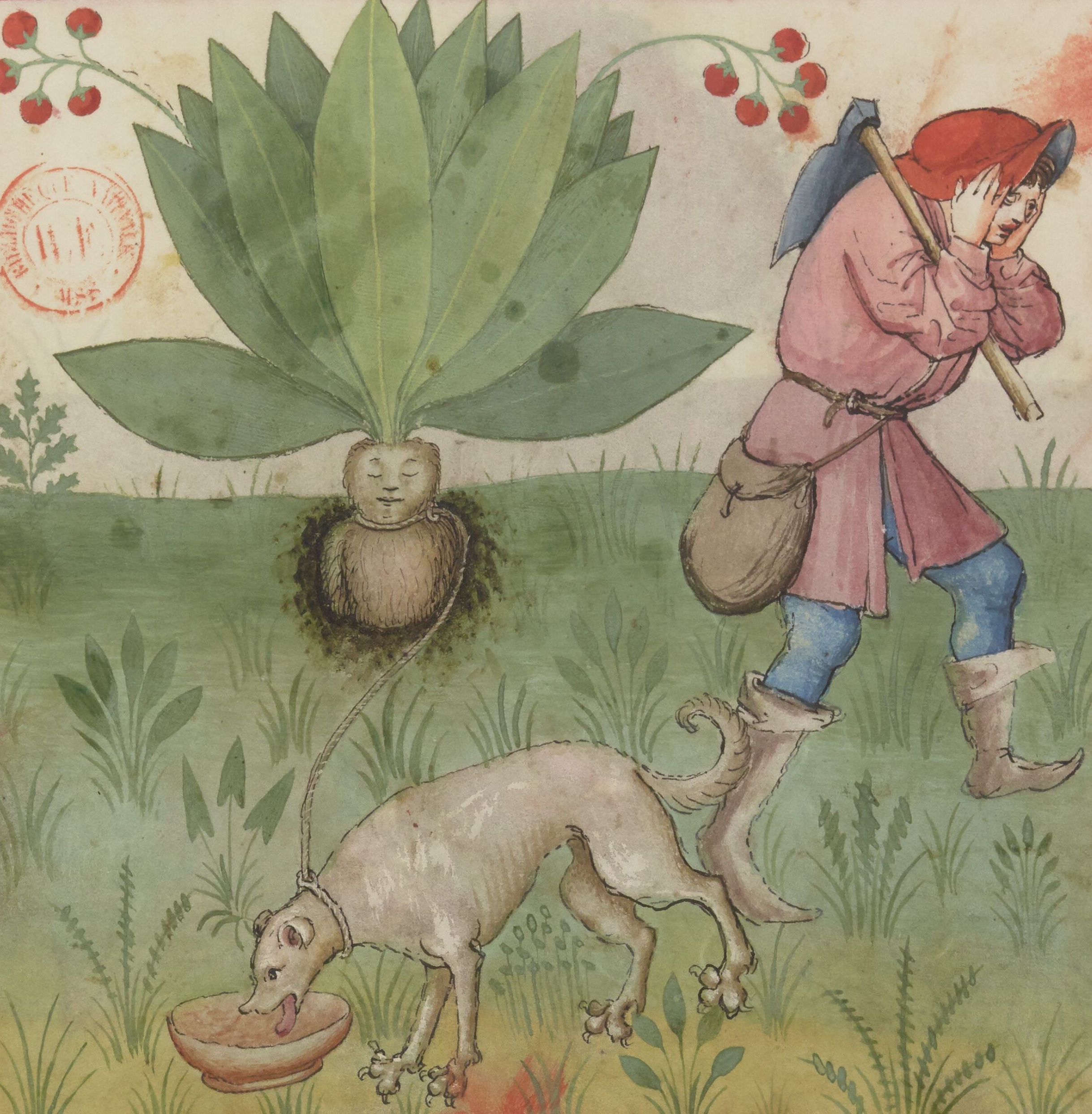 Enluminure médiévale : un homme muni d'une houe et d'une besace, une plante à racine humaine reliée par une corde à un chien.