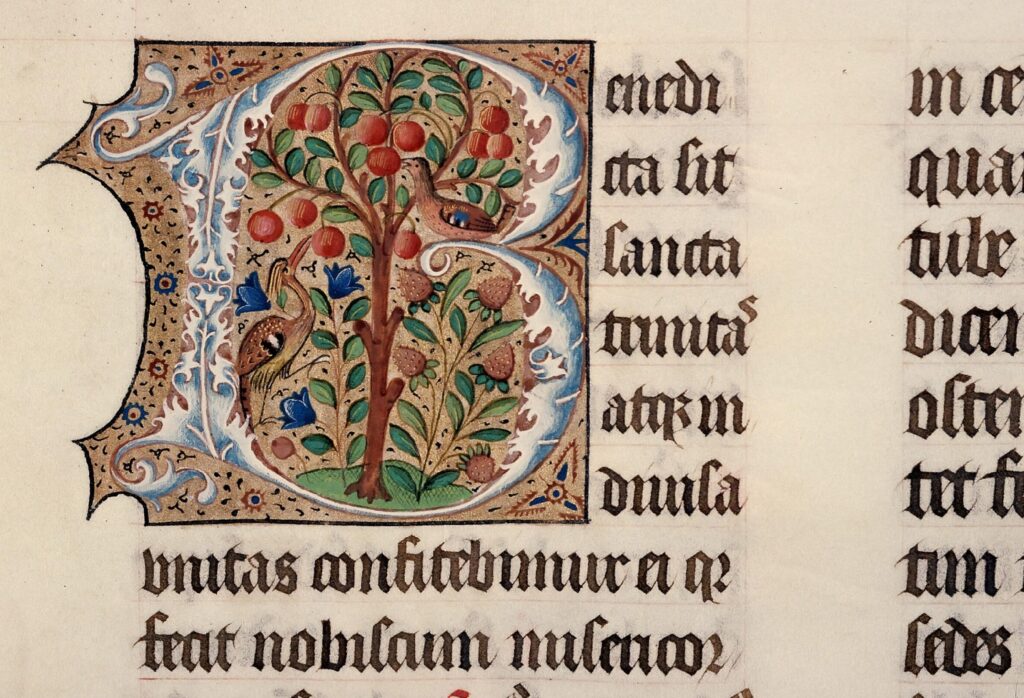 Lettrine d'un B. Deux oiseaux picorent perchés sur un arbre fruitier.