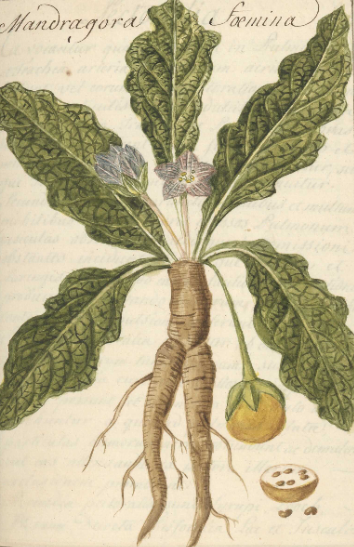 Planche aquarellée : une plante dont la racine figure un corps féminin, avec ses feuilles et ses fruits.